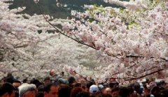 你見過空無一人的中山公園櫻花大道嗎？美！